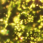 Gold Nanoparticles Could Turn Street Trees into Street Lights!