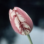 Stronger than Steel! Amazing New Super Plastic Made from Tulip Leaves