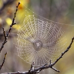 Spider Glue Investigation Yields Smart Materials Insight